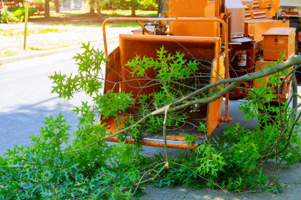 Best Tree Mulching  in Thedral City, CA